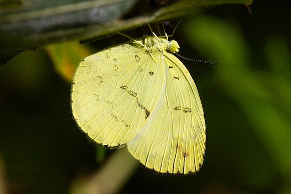 Eurema ada-0327