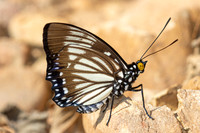 Euripus nyctelius-3243 - Pala u - 02/12/25