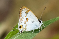 Hypolycaena othona-4301