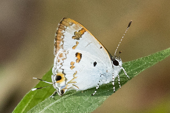 Hypolycaena othona-4301