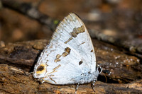 Hypolycaena othona-0865
