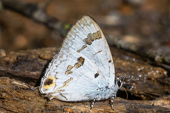 Hypolycaena othona-0865