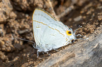 Hypolycaena erylus-1782