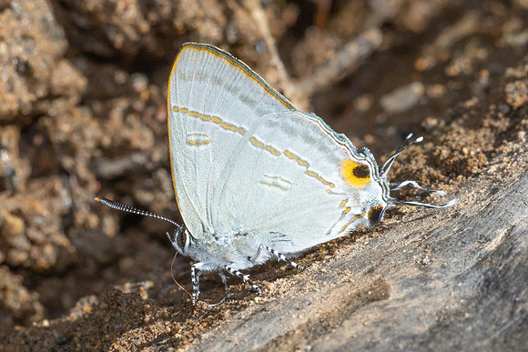 Hypolycaena erylus-1782