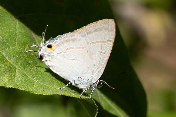Hypolycaena erylus-0740
