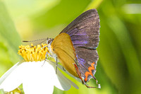 Heliophorus epicles-0378 - Doi Suthep 1180m - 24/11/25