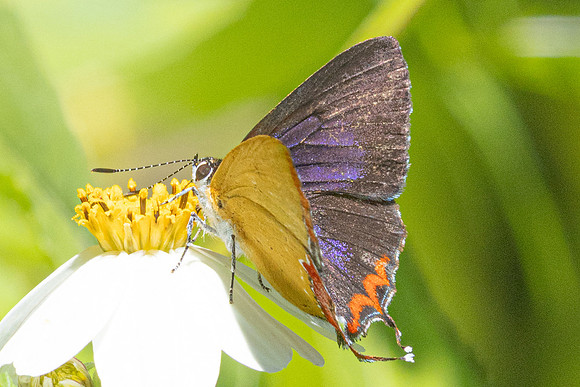 Heliophorus epicles-0378 - Doi Suthep 1180m - 24/11/25