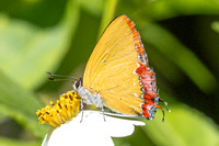 Heliophorus epicles-0376 - Doi Suthep 1180m - 24/11/25