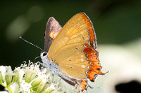 Heliophorus epicles-2580 - Doi- Inthanon - 28/11/25