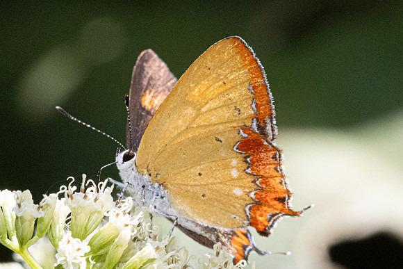 Heliophorus epicles-2580 - Doi- Inthanon - 28/11/25