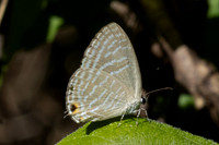 Jamides sp-0449