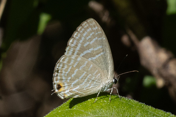 Jamides sp-0449
