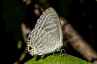 Jamides sp-0445