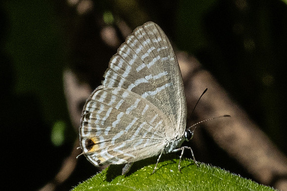 Jamides sp-0445