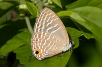 Jamides sp-0648