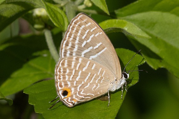 Jamides sp-0648