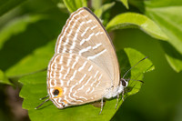 Jamides sp-0657