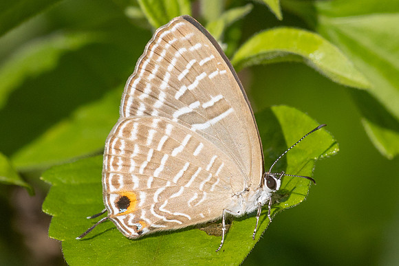 Jamides sp-0657