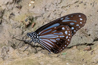 Parantica melaneus-5400