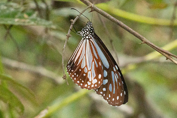 Parantica melaneus-4344