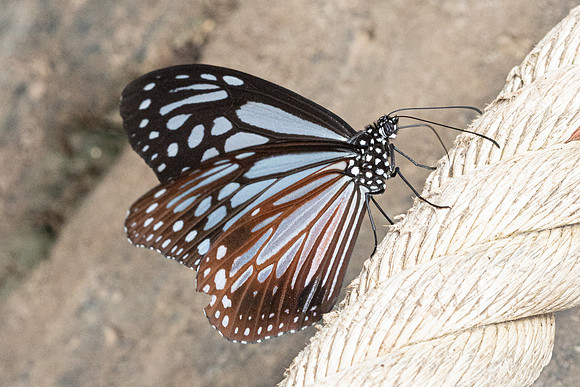 Parantica melaneus-4559