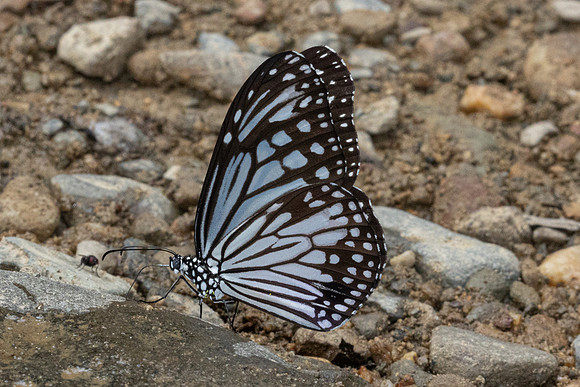 Parantica aglea-4629