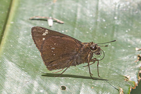 Pelopidas assamensis-1501