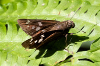Pelopidas assamensis-1513
