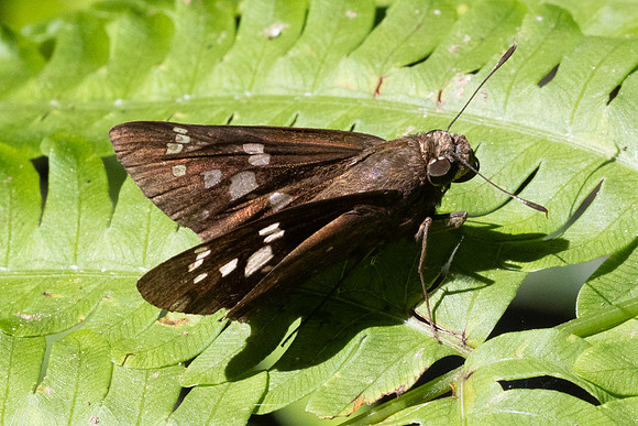 Pelopidas assamensis-1513
