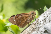 Pelopidas assamensis-2300