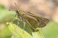 Pelopidas mathias-3579 - Hua Hin - 3/12/25