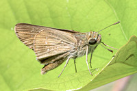 Pelopidas mathias-4831