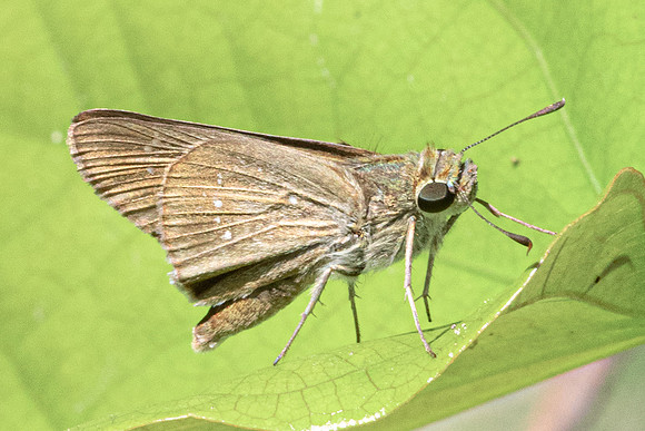 Pelopidas mathias-4831