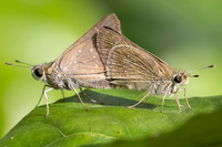 pelopidas mathias-4842
