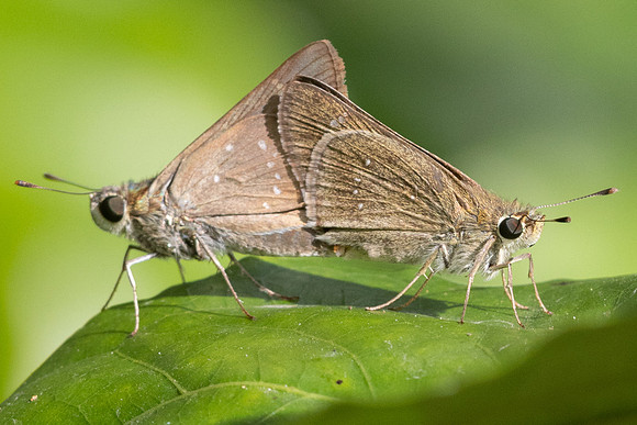 pelopidas mathias-4842