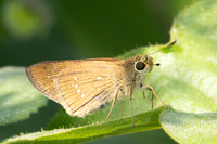 pelopidas mathias-4790