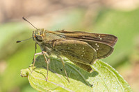 Pelopidas mathias-3578 - Hua Hin - 3/12/25