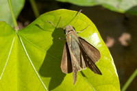 Pelopidas mathias-4829