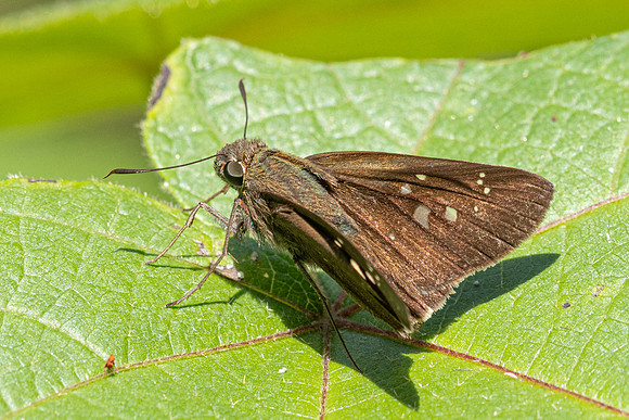Pelopidas mathias id--0798