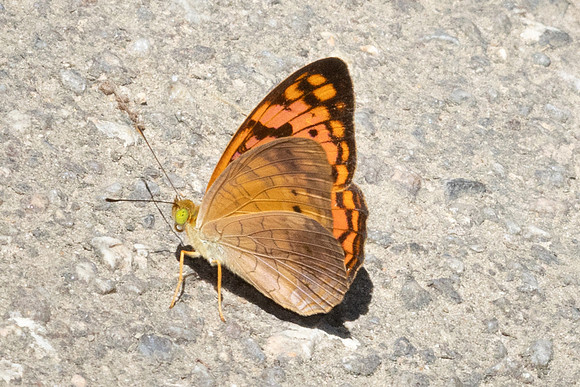 Phalanta alcippe-3134- Kaeng Krachan (330m) - 1/12/25