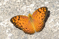 Phalanta alcippe