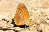 Phalanta alcippe-4175- Kaeng Krachan (330m) - 4/12/25