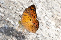 Phalanta alcippe-3150 - Kaeng Krachan (330m) - 1/12/25