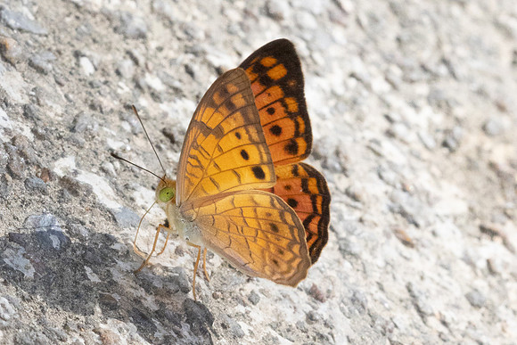 Phalanta alcippe-3150 - Kaeng Krachan (330m) - 1/12/25