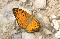 Phalanta alcippe-4196- Kaeng Krachan (330m) - 4/12/25