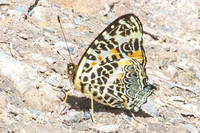 Symbrenthia hypselis-3838