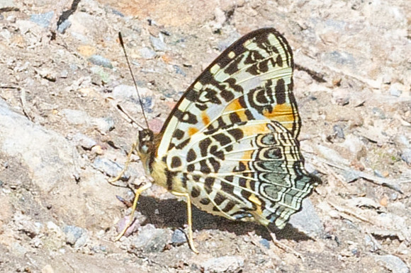 Symbrenthia hypselis-3838