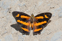 Symbrenthia hypselis-3853