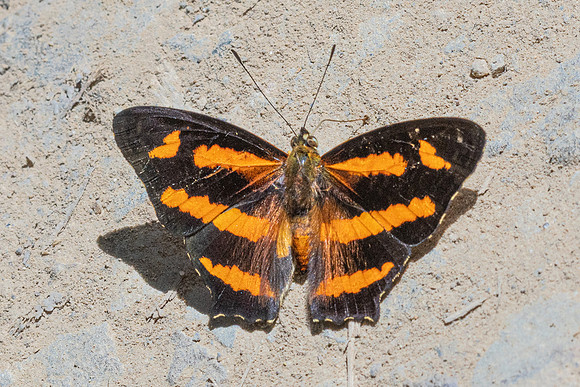 Symbrenthia hypselis-3853