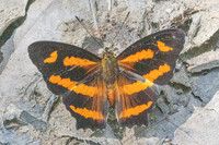Symbrenthia hypselis-3860
